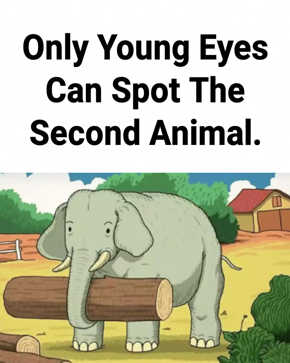 Can You Spot the Hidden Animal in This Viral Picture?