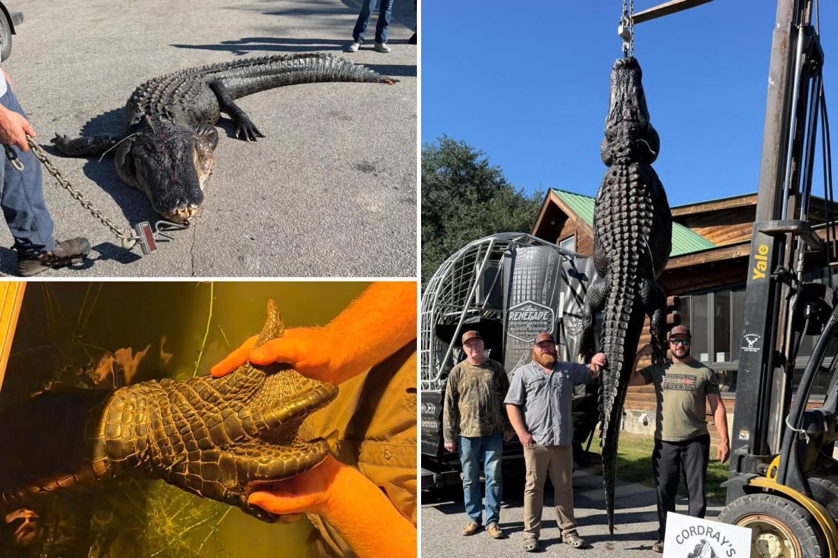 The 844-Pound Alligator That Took 4 Years to Catch