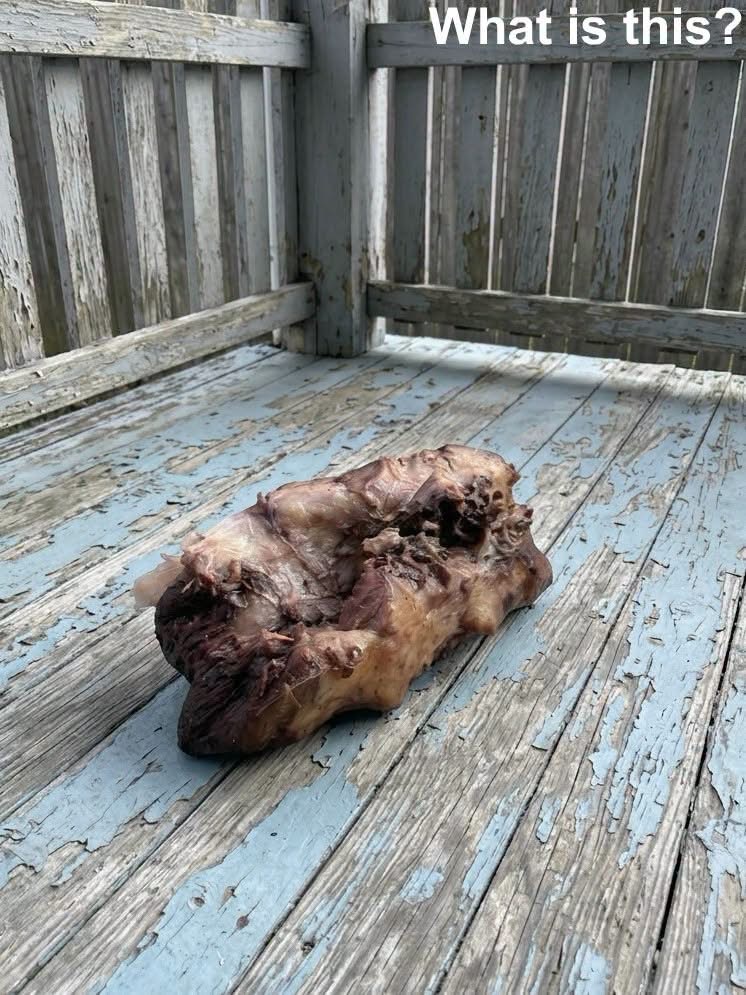 Why a Mysterious Creature on My Porch Had Me Frozen in Fear