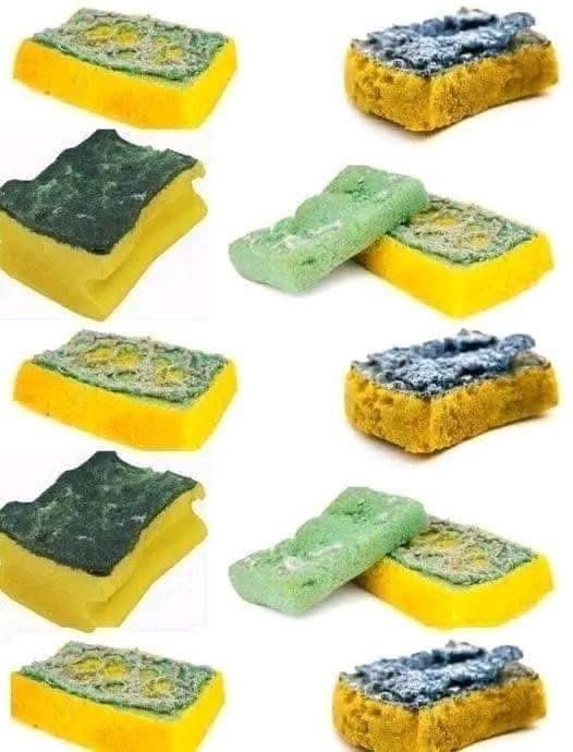 Why Old Kitchen Sponges Are the Secret Weapon for Your Garden