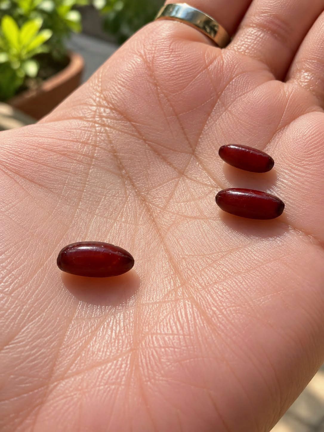 The Surprising Truth About Tick Bites: What You Need to Know