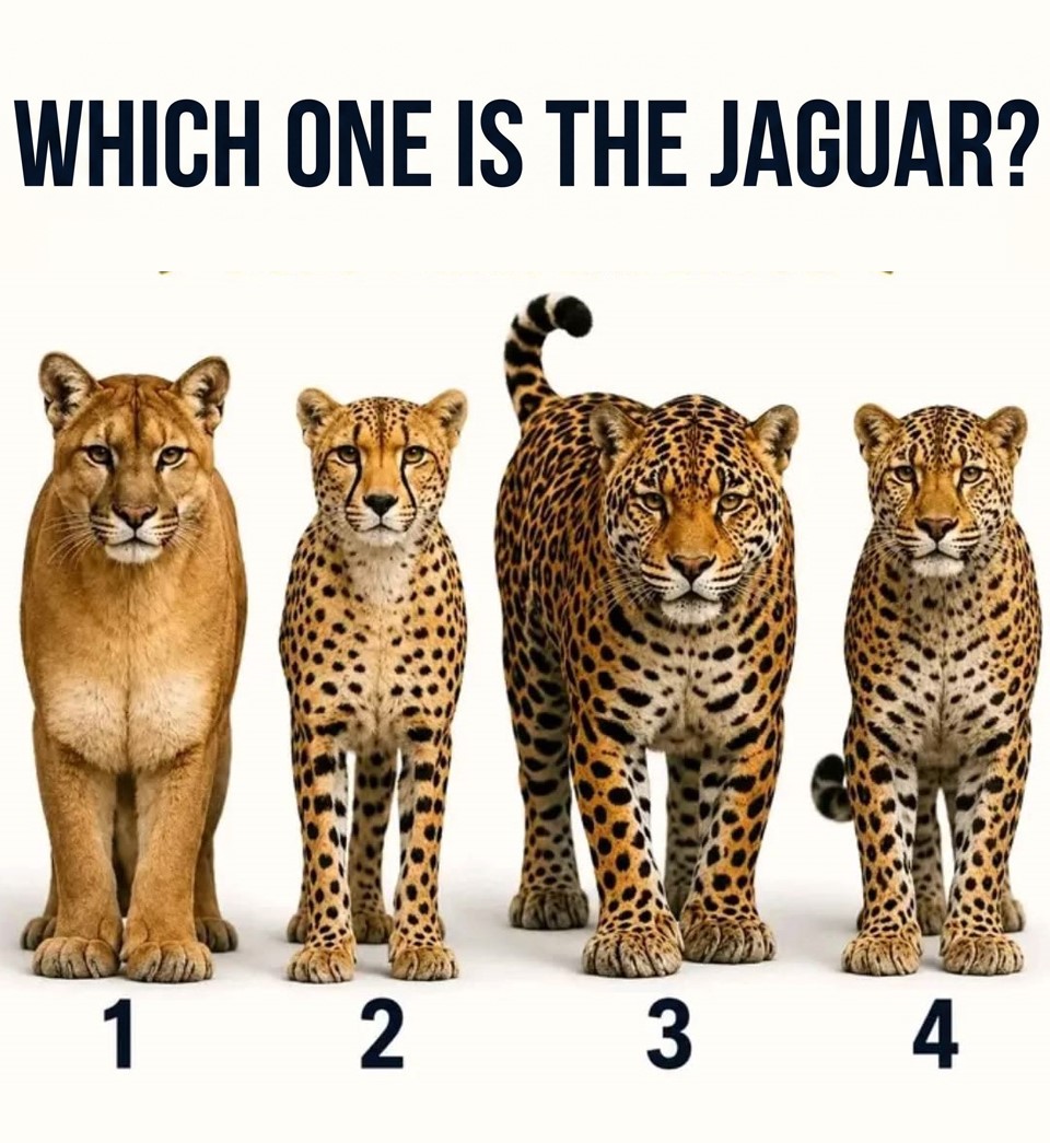 Can You Spot the Jaguar? The Secret Clue Everyone Misses