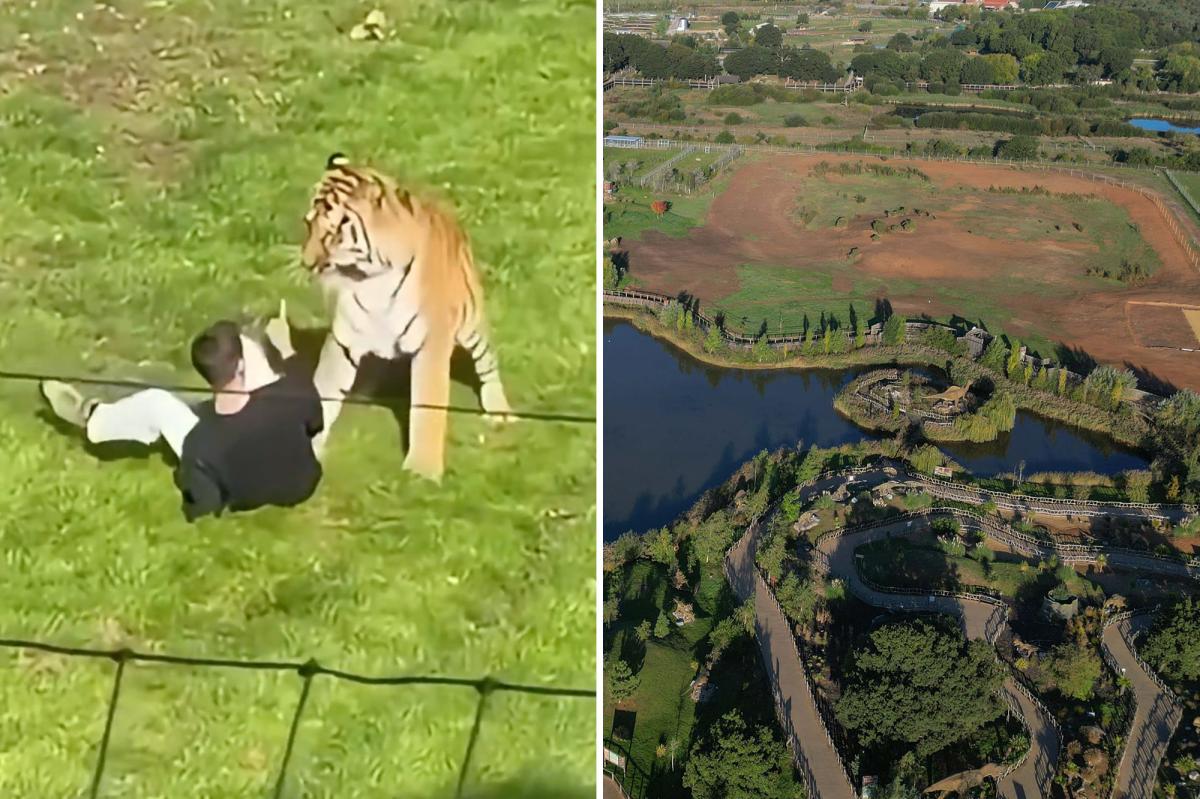 Man's Shocking Encounter with Tiger Leaves Witnesses Stunned