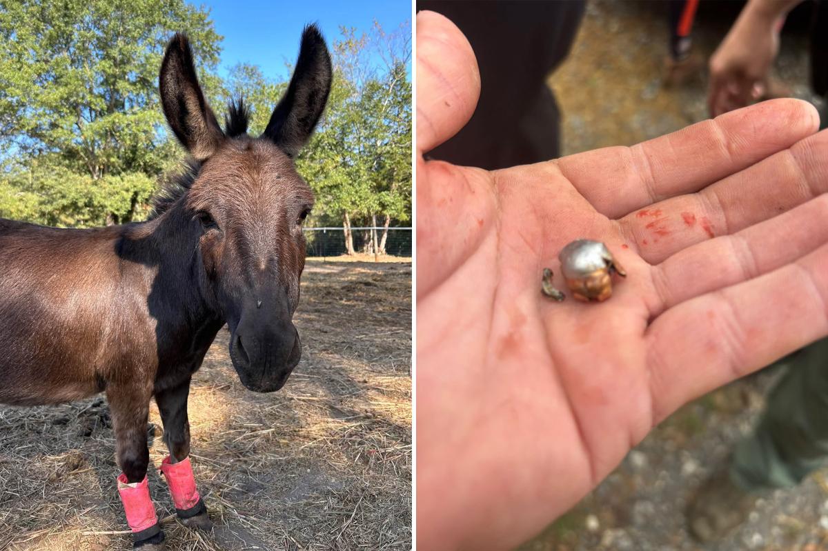 Outrage Erupts After Therapy Donkey Killed by Stray Bullet in South Carolina