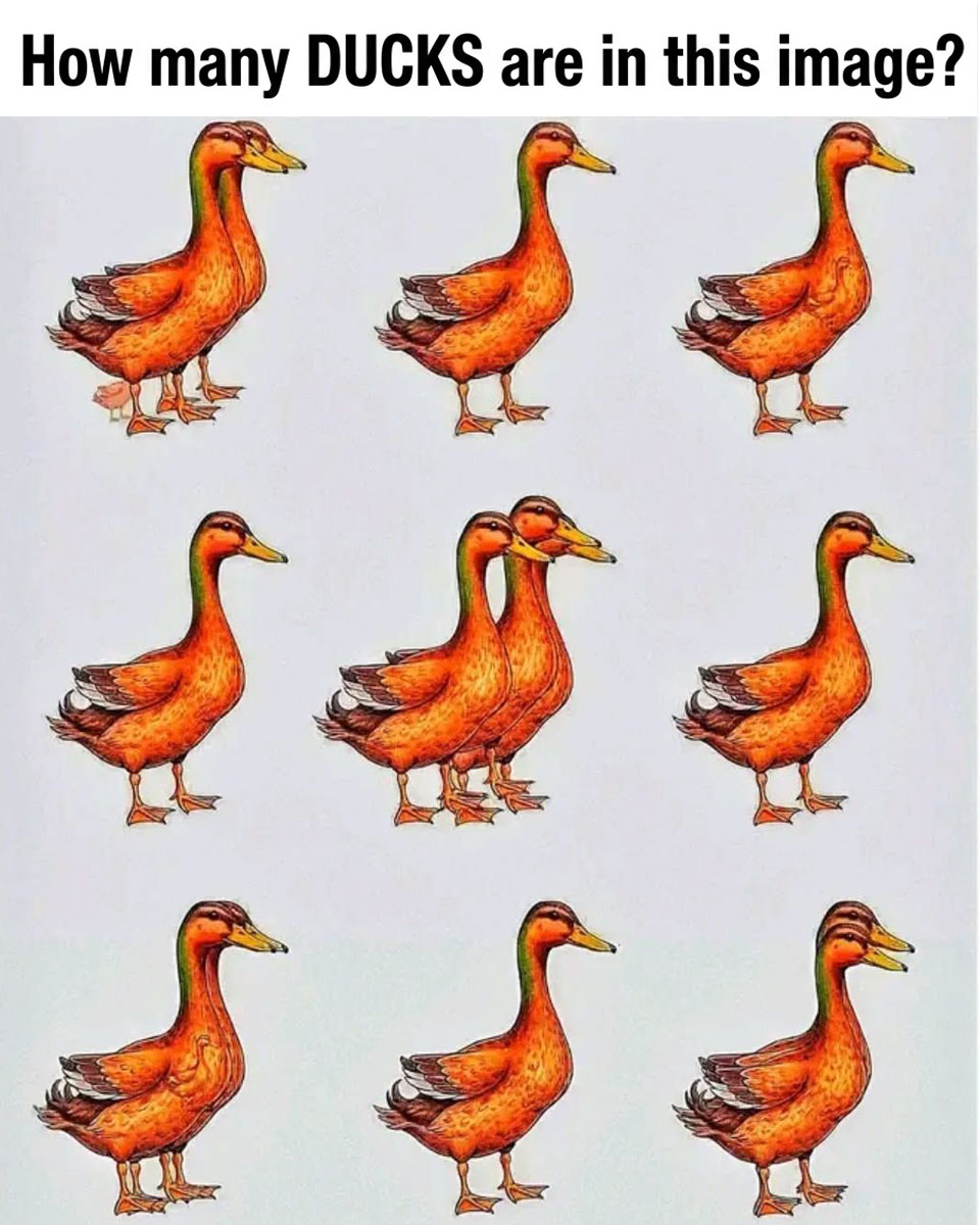 The Duck Optical Illusion: Can You Spot All the Hidden Birds?
