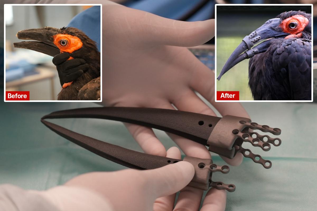Amsterdam Zoo's Hornbill Makes History with Dual 3D-Printed Beak Prosthetics