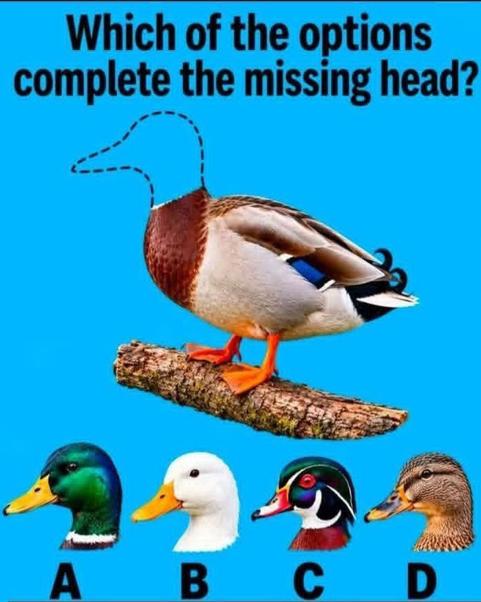 Can You Solve the Mystery of the Headless Duck?
