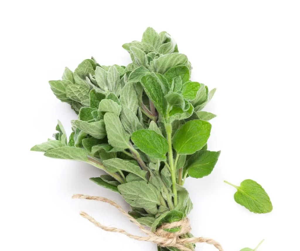 The Truth About Oregano Oil: Miracle Cure or Overhyped Herb?